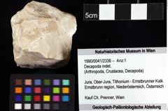 Foto (Objket + Etiketten) von Decapoda indet. 